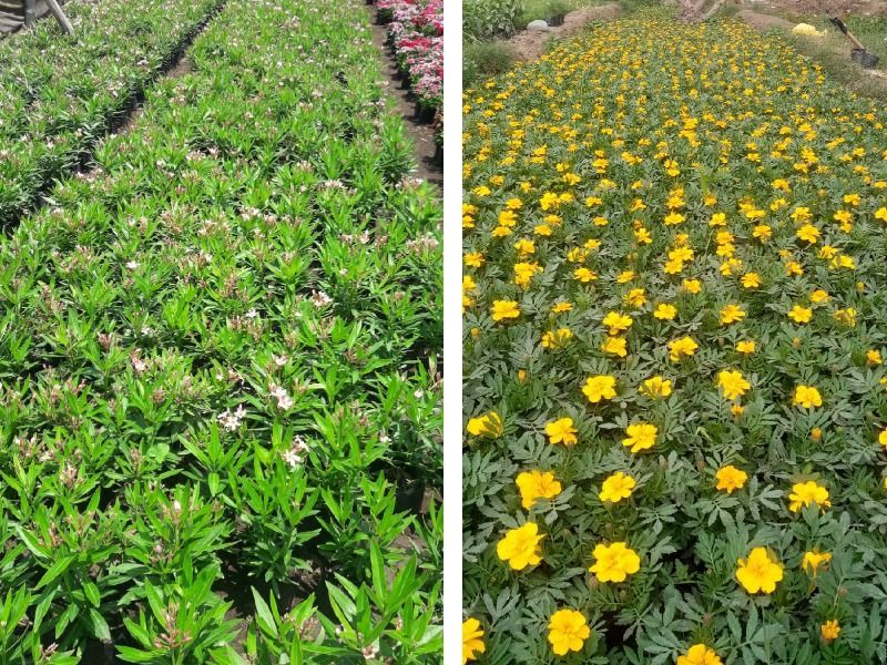 Plantas