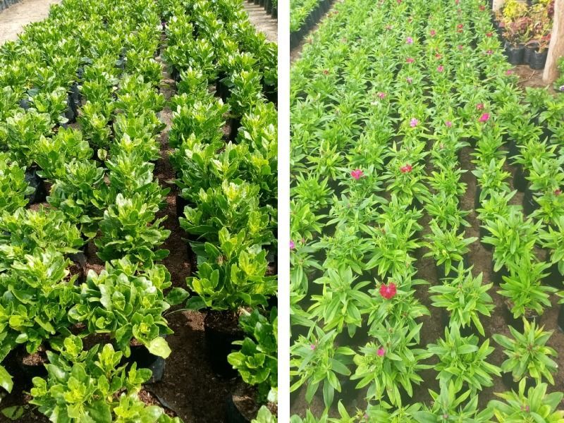 plantas
