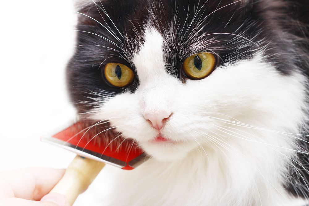 A black and white cat is being brushed by a person