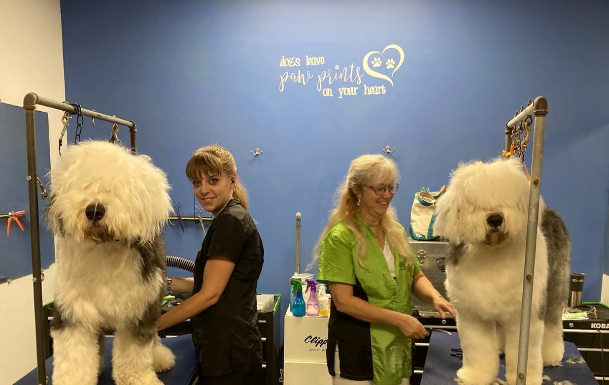 Two women are grooming two dogs in a grooming salon.