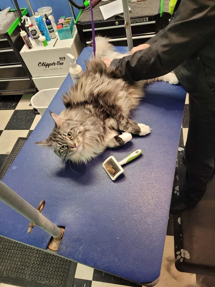 A person is grooming a cat on a blue table.