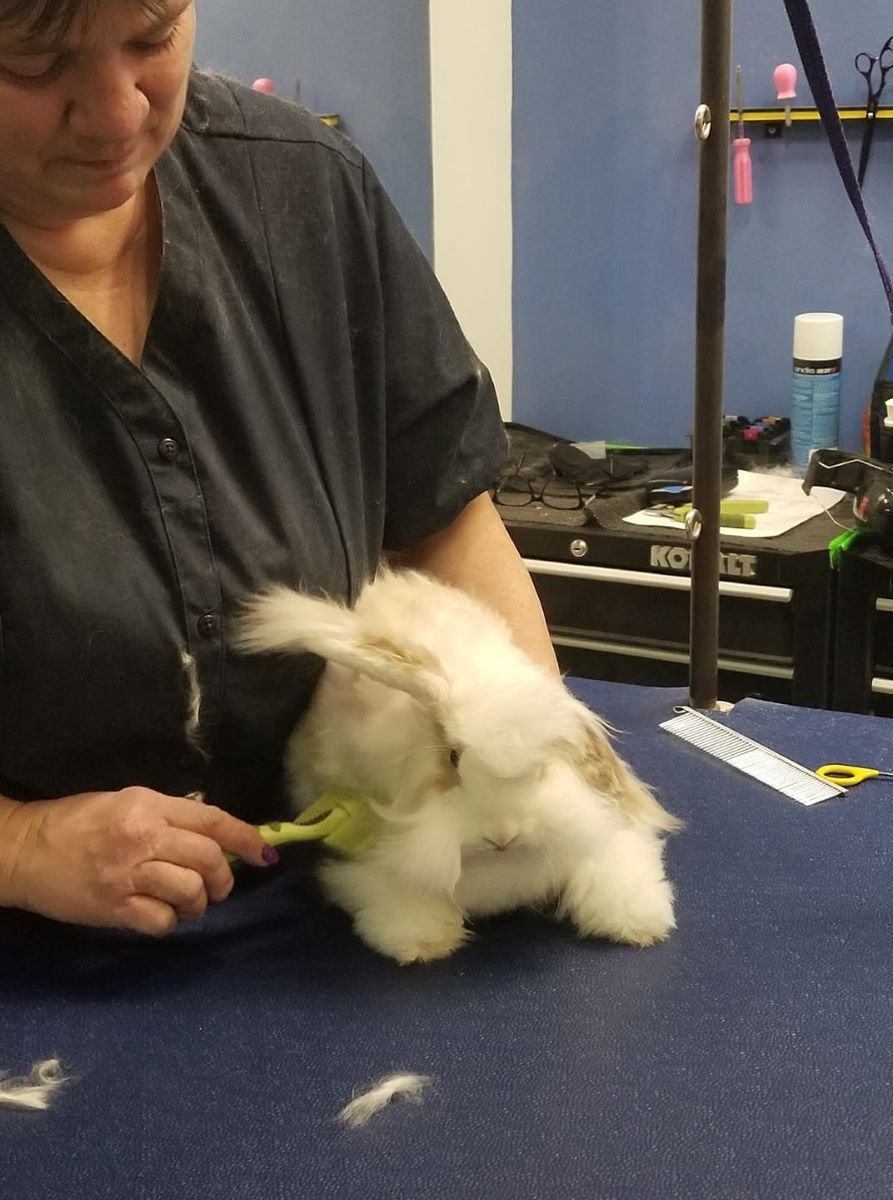 Grooming a dog