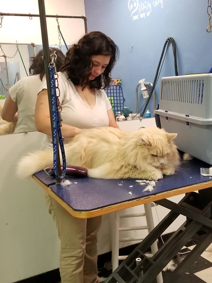 A woman is grooming a cat that is laying on a table