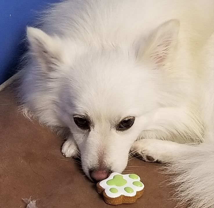 A white dog with a green paw print cookie in its mouth
