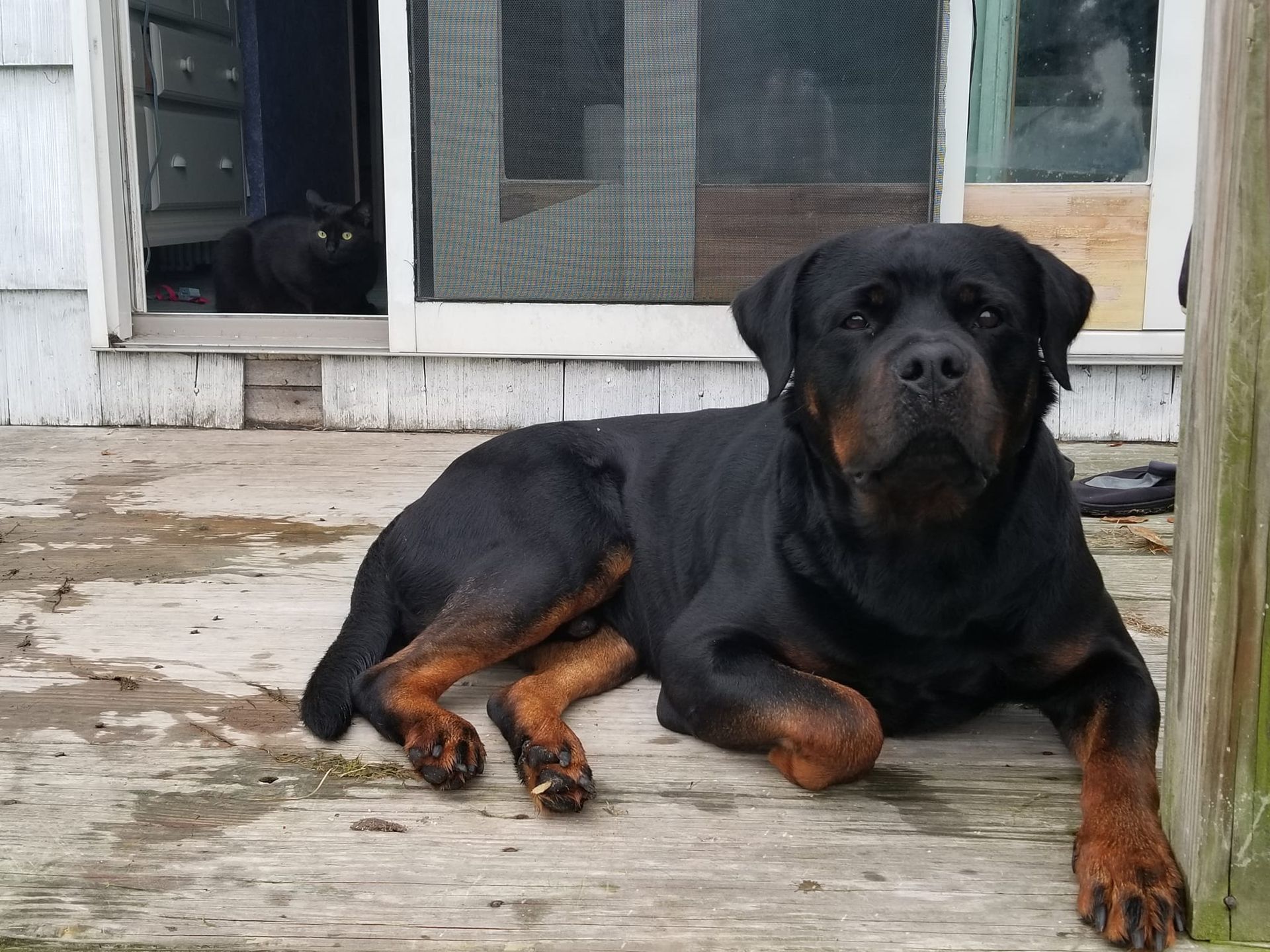 A black and brown dog laying on a wooden deck
