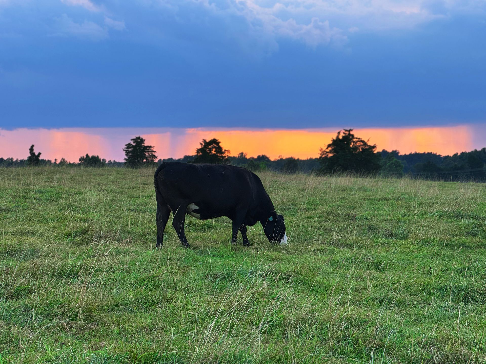 A herd of black and brown cattle grazing in a sunny green pasture with farm buildings in the background.