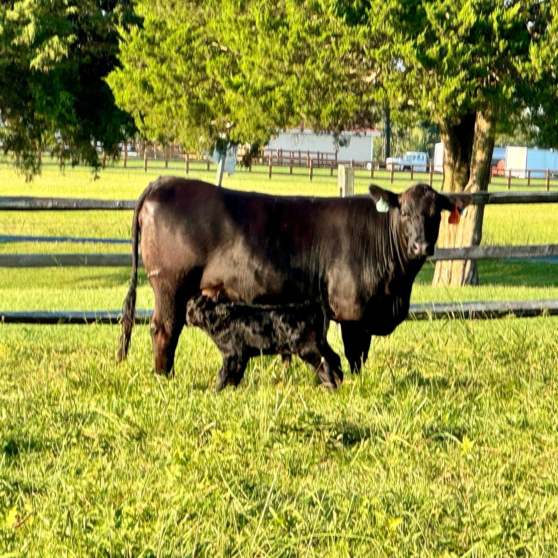 A black cow nurses her black calf in a sunlit green pasture next to a wooden fence and trees.