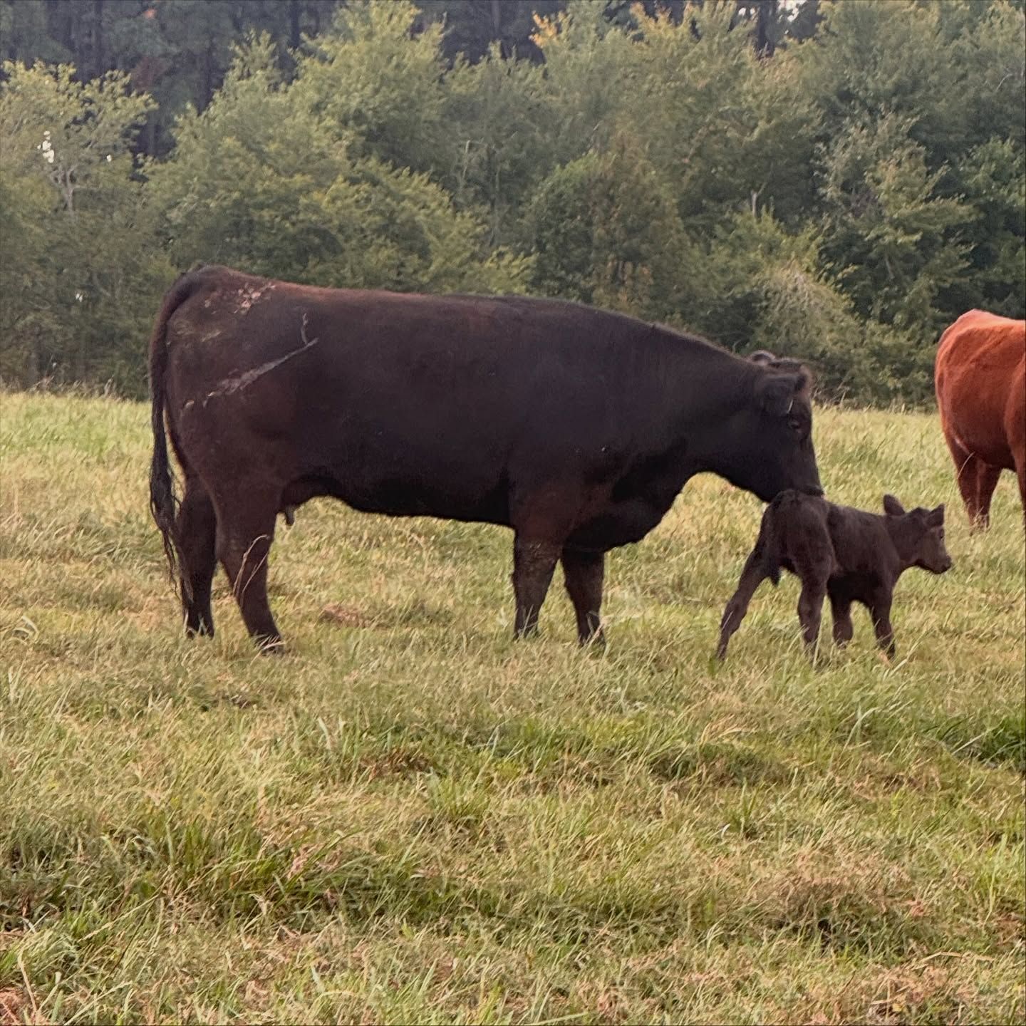 A black cow stands in a grassy field with her young calf, with a portion of a reddish-brown cow visible on the right.