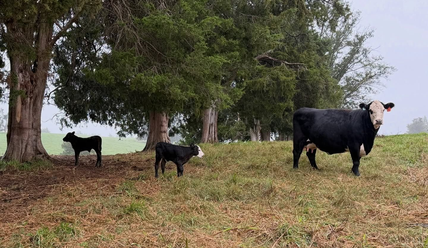 A black cow with a white face stands in a grassy field with two small black calves near trees on a foggy day.