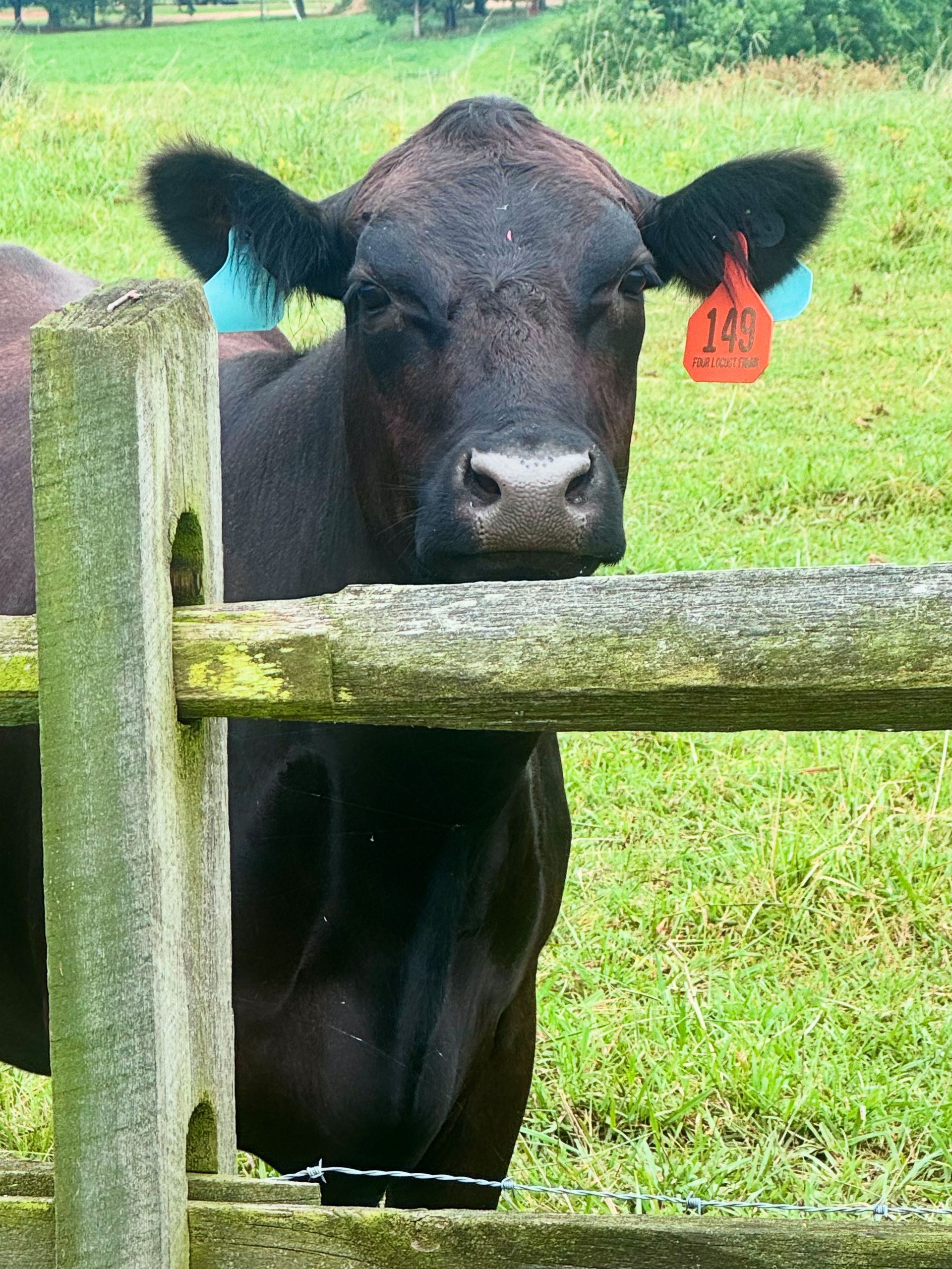 A black cow with a blue ear tag on its left and a red tag on its right near a wooden pasture fence.