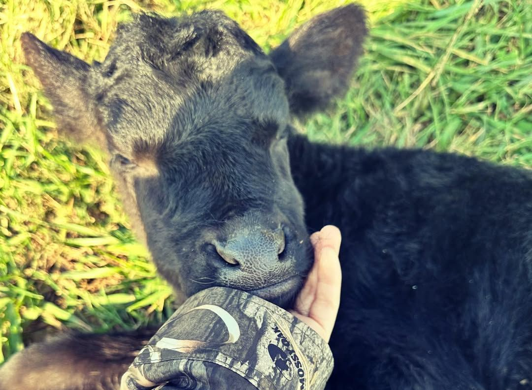 A person wearing a camouflage sleeve pets a young black calf resting in the grass.