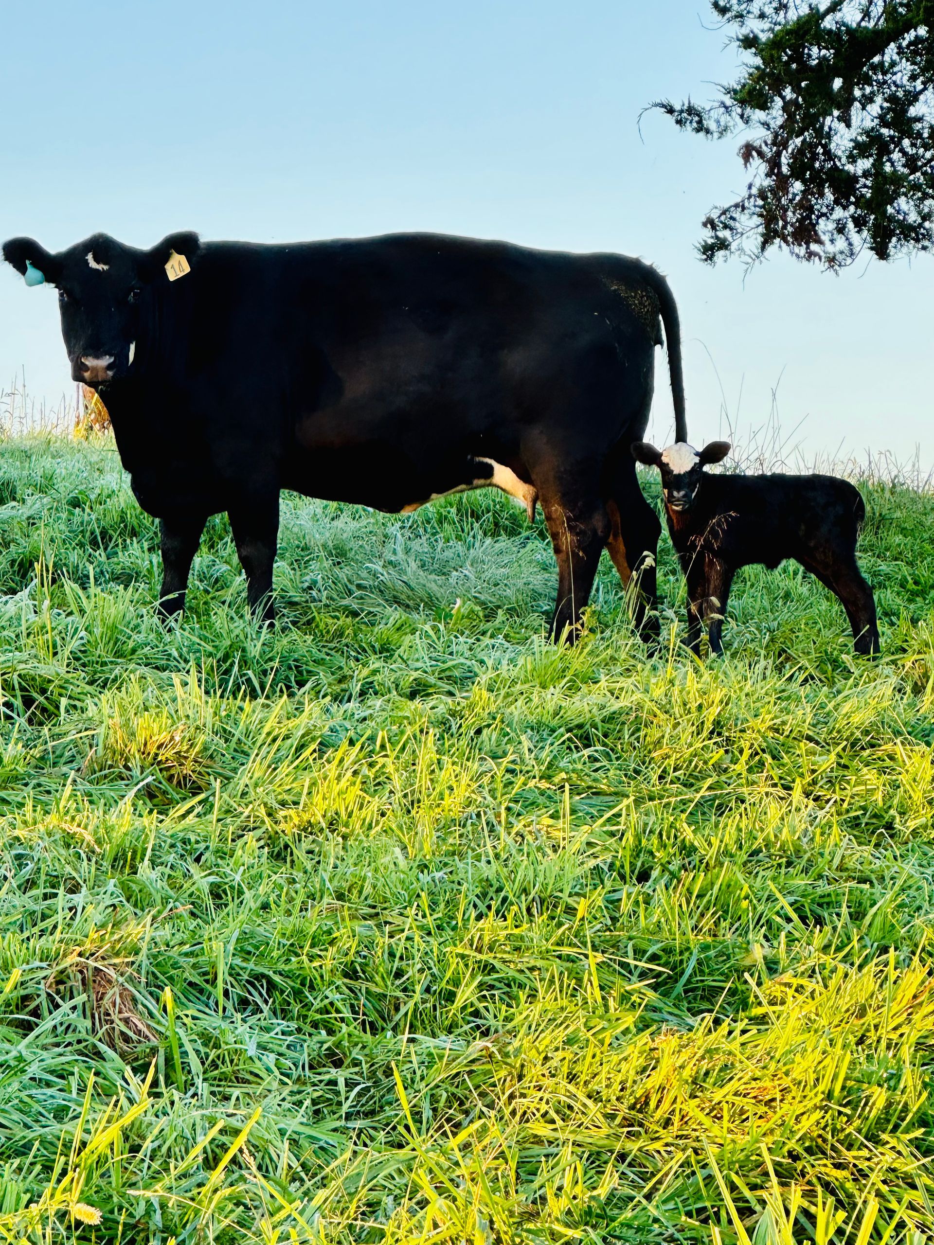 A brown cow stands in the shade of a tree with its spotted calf in a grassy, dirt field.