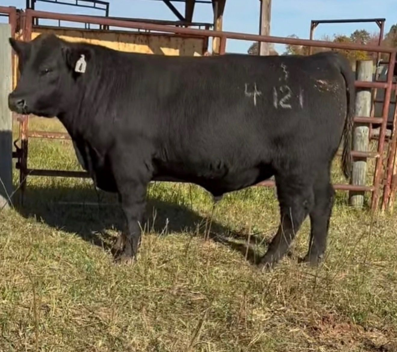Angus bull