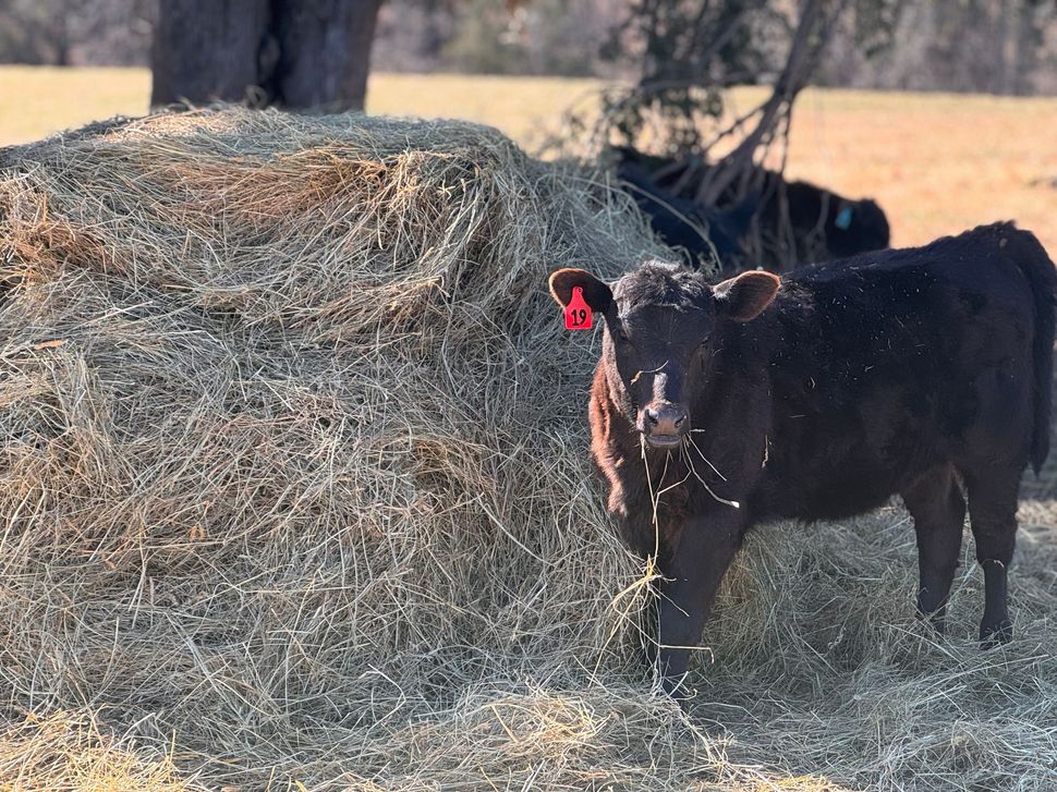 A Kubota tractor in a snowy field delivers large round hay bales to a herd of dark cattle.