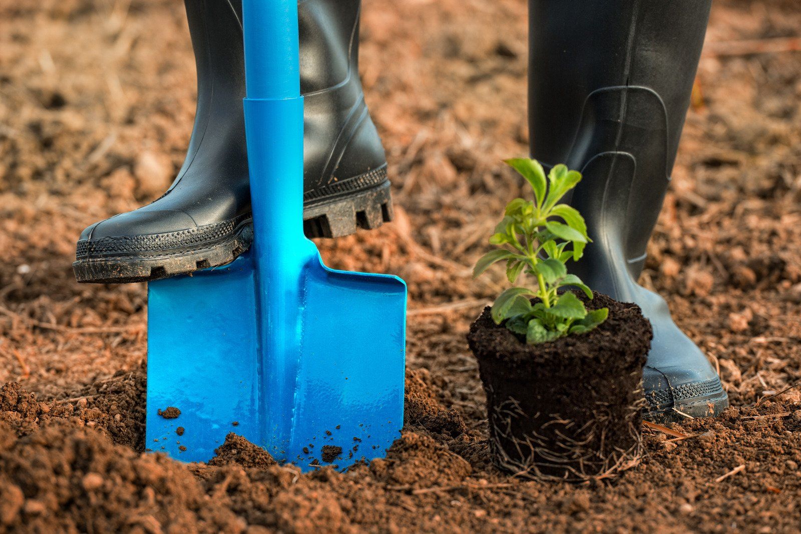 Gardener in black boots, using a blue shovel to plant a small seedling in brown soil.
