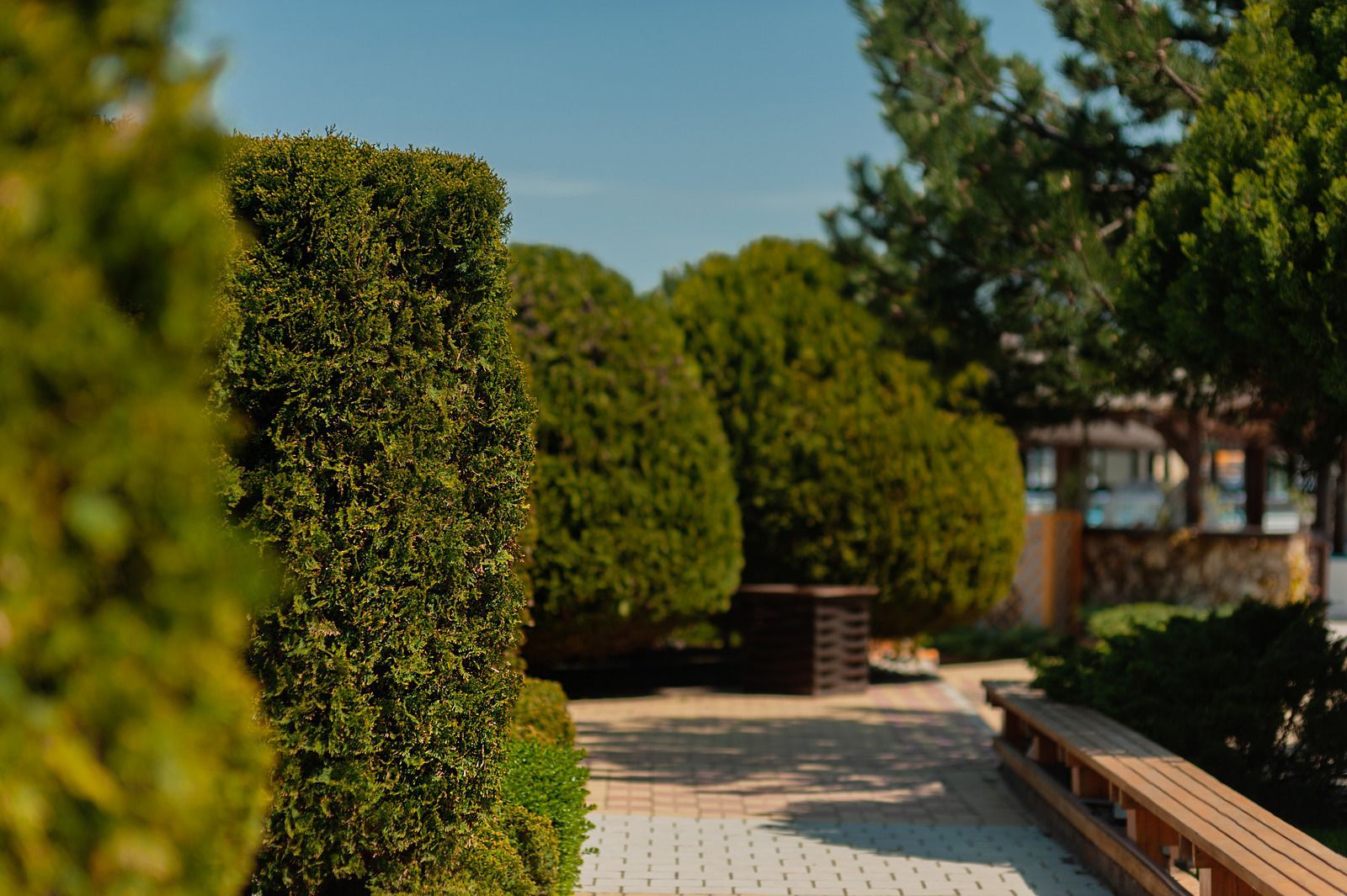 Manicured bushes line a brick pathway in a sunny park. A wooden bench is on the right.