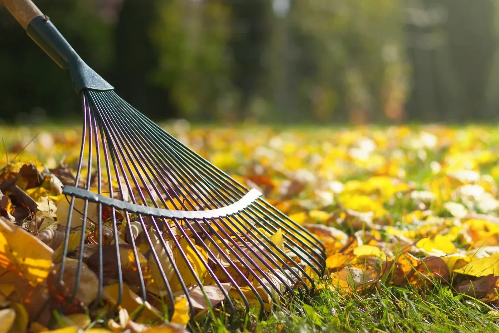 Rake on a lawn filled with yellow autumn leaves, under the sun.