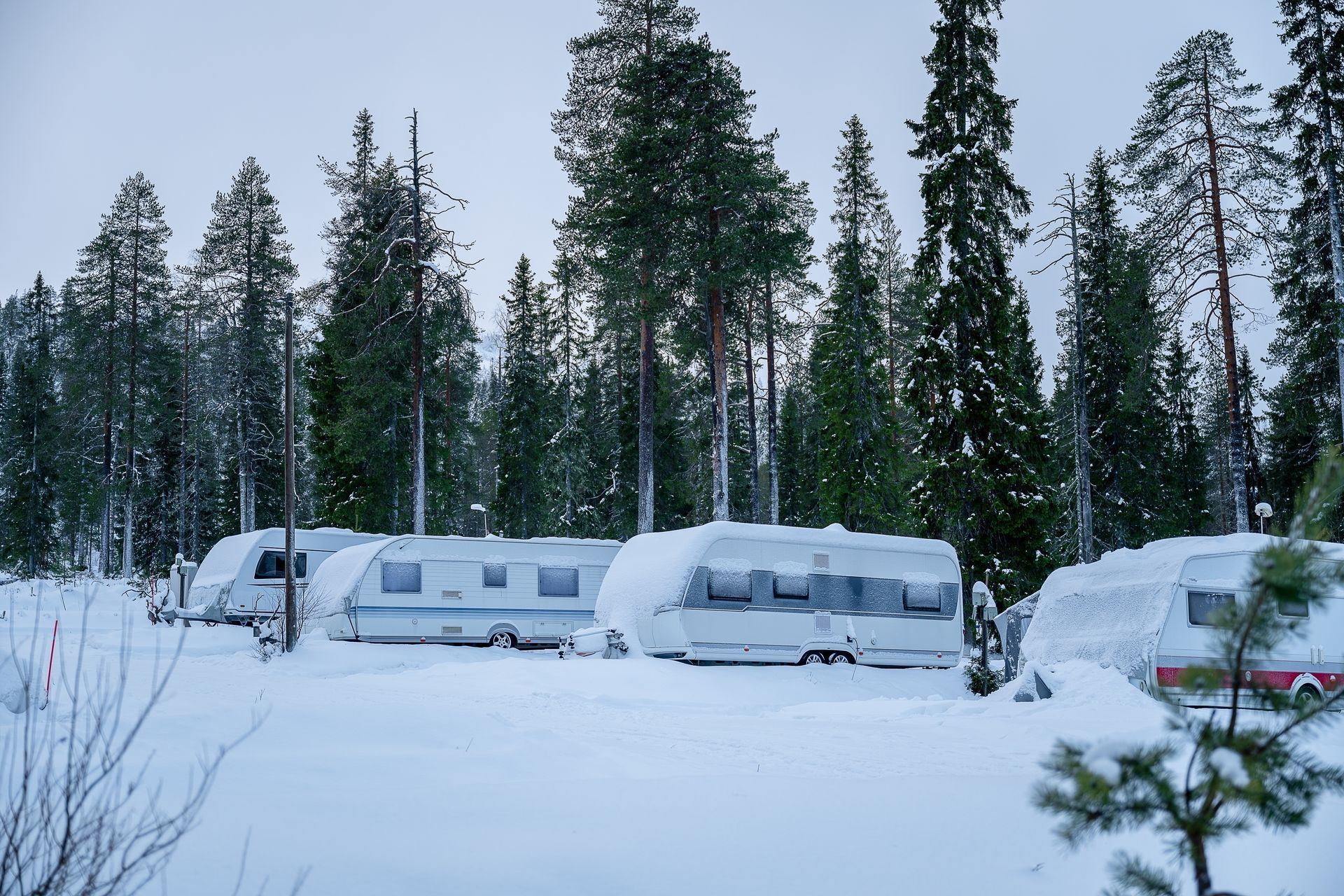 Snow-covered RVs parked in a winter forest among tall evergreen trees