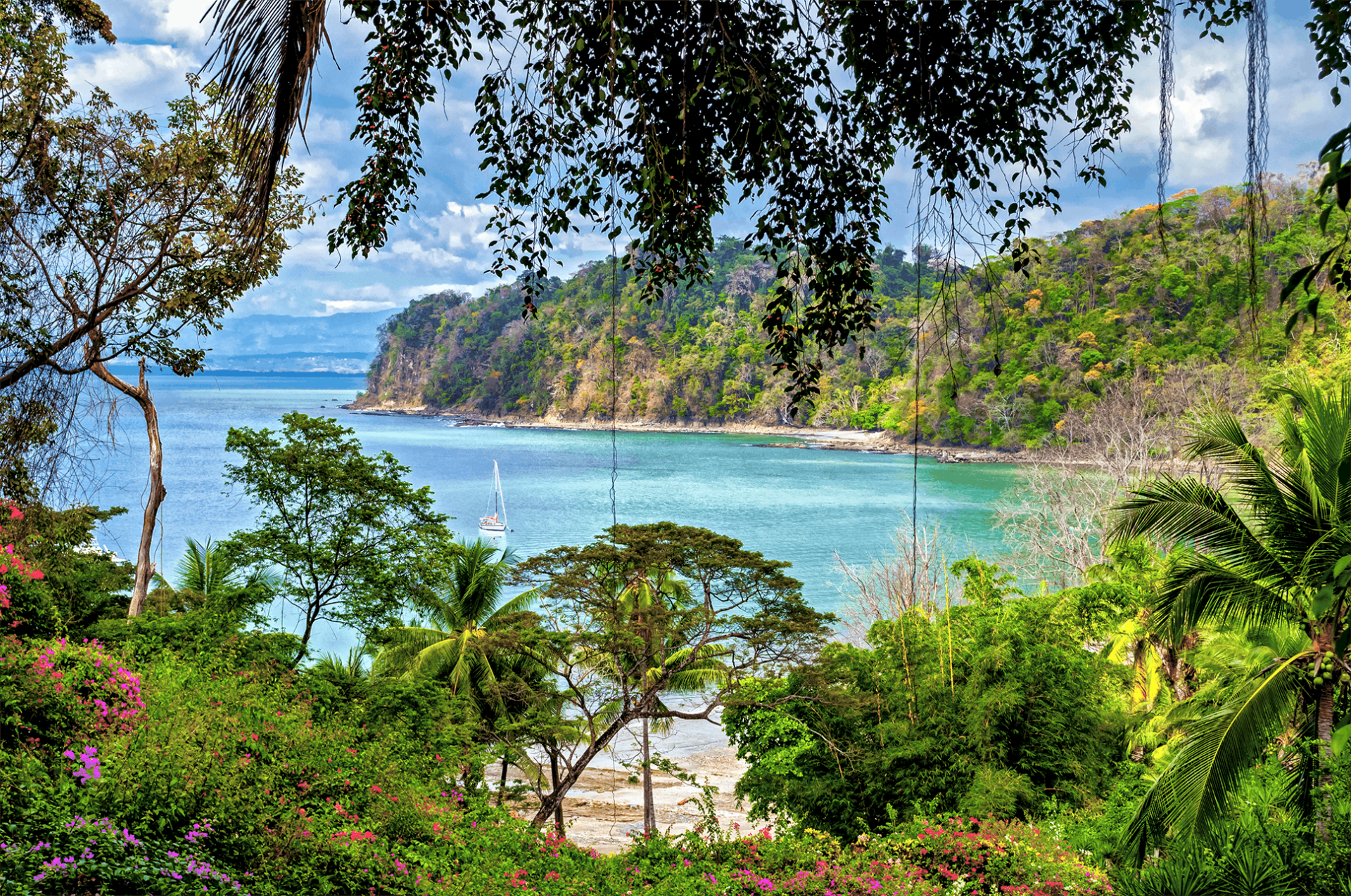 A view of the ocean from a lush green forest.
