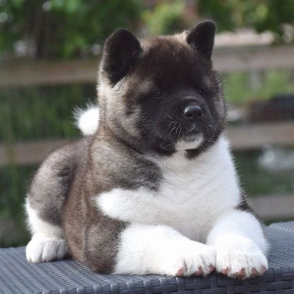 akita en venta