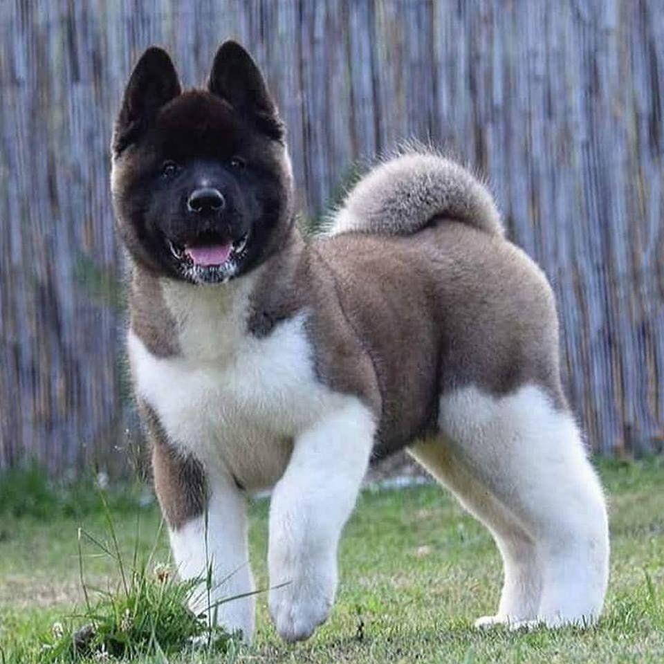 Criaderos akita en mexico