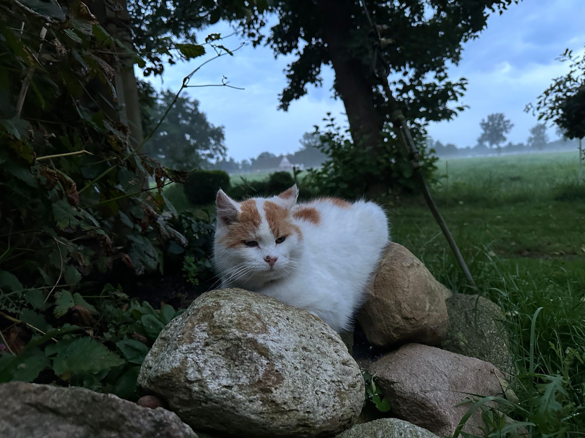 A white and ginger cat resting on a pile of stones in the evening mist. In the background some trees and cloudy skies.