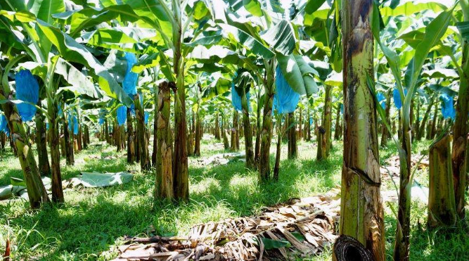 Several Boxes of Natural Evolution Baking Mixes — Atherton Health Food Centre in Atherton, QLD