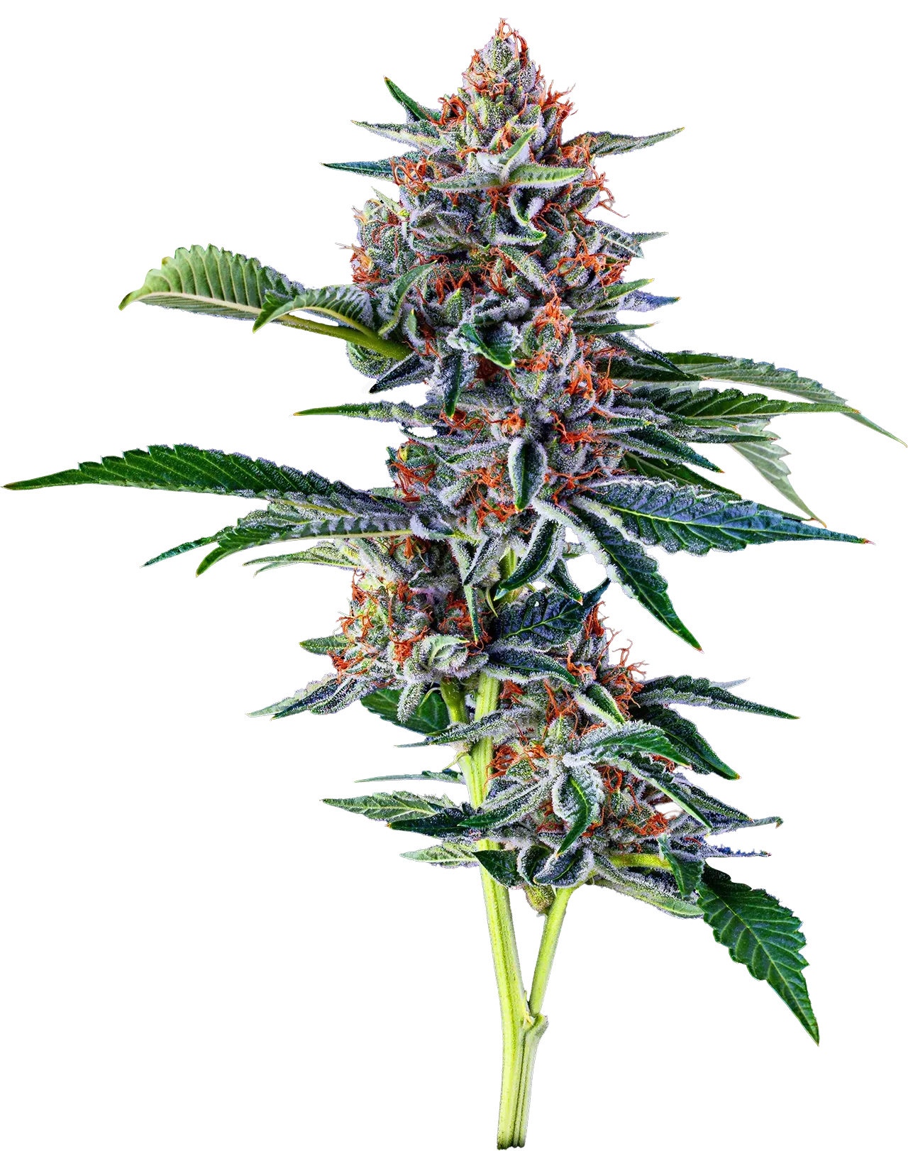 Frosty cannabis cola with orange pistils and fan leaves