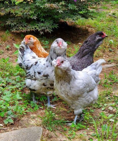 Two chickens are eating grass in a field.