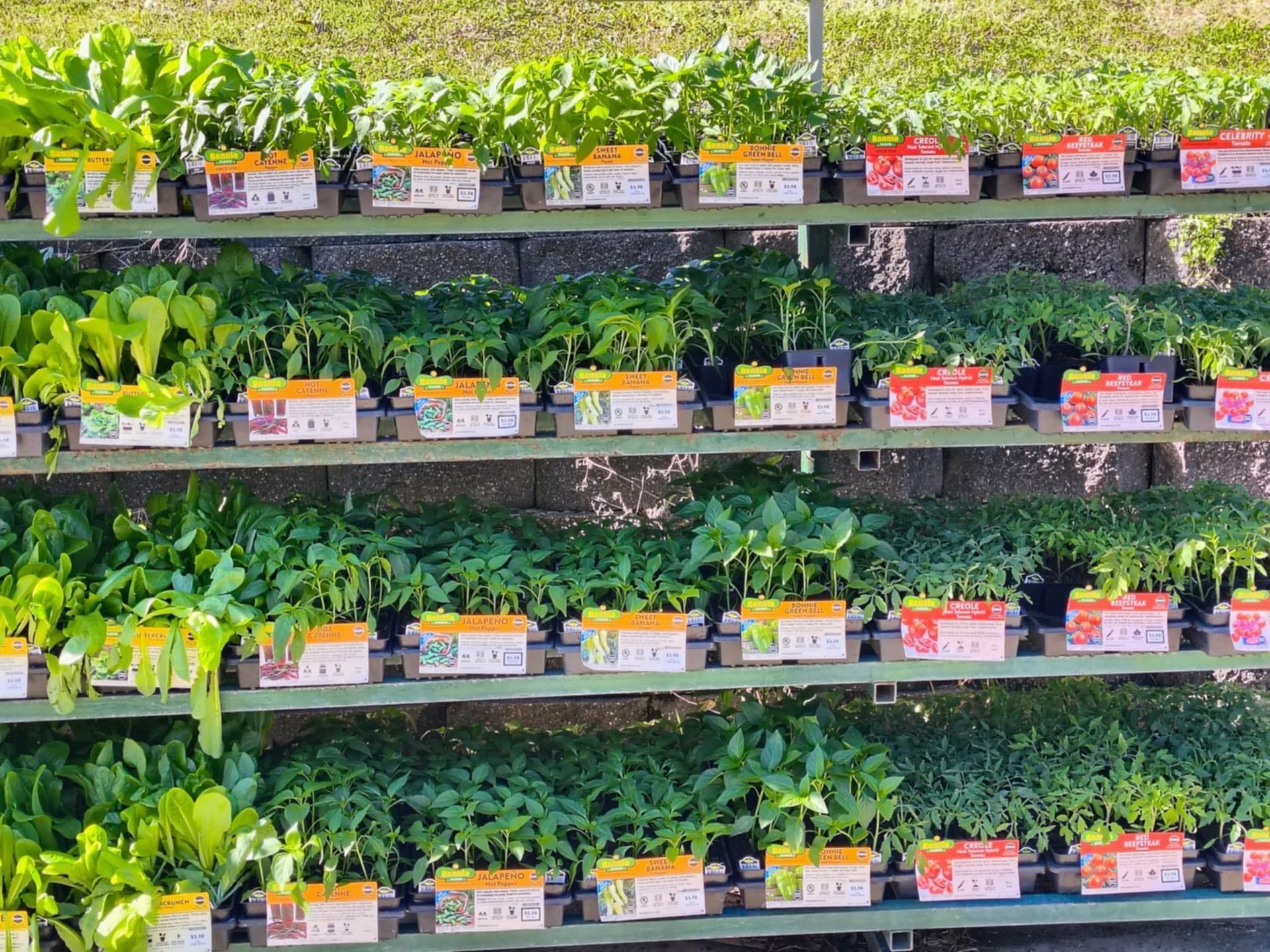 A row of shelves filled with lots of potted plants.