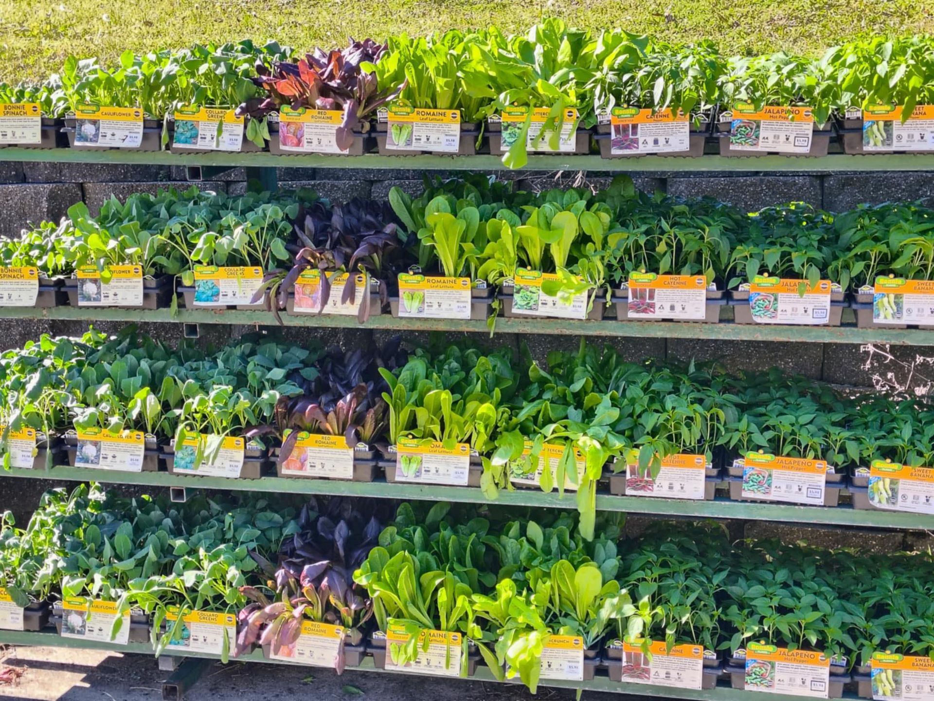 A row of shelves filled with lots of different types of plants
