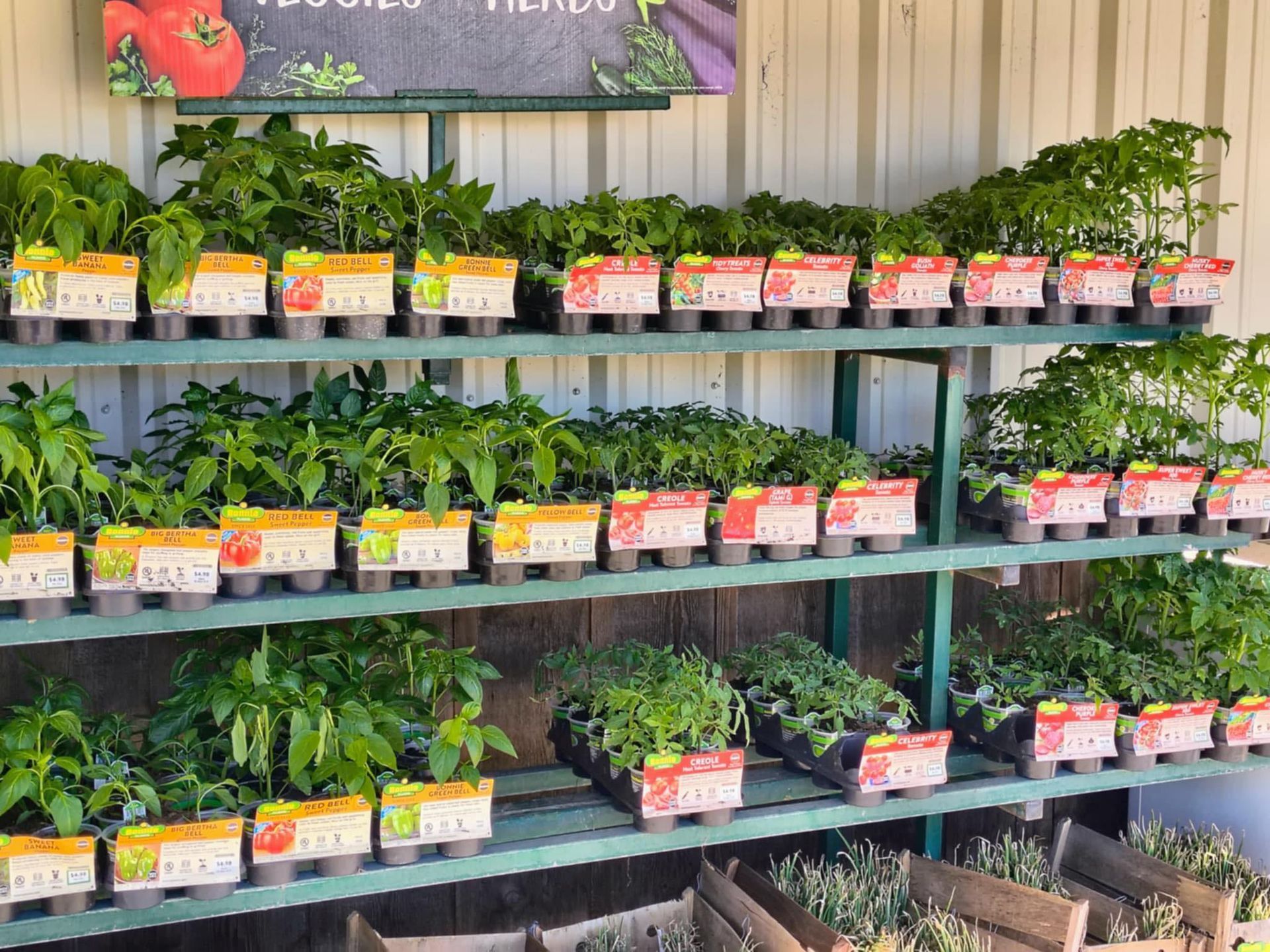 There are many different types of plants on the shelves.