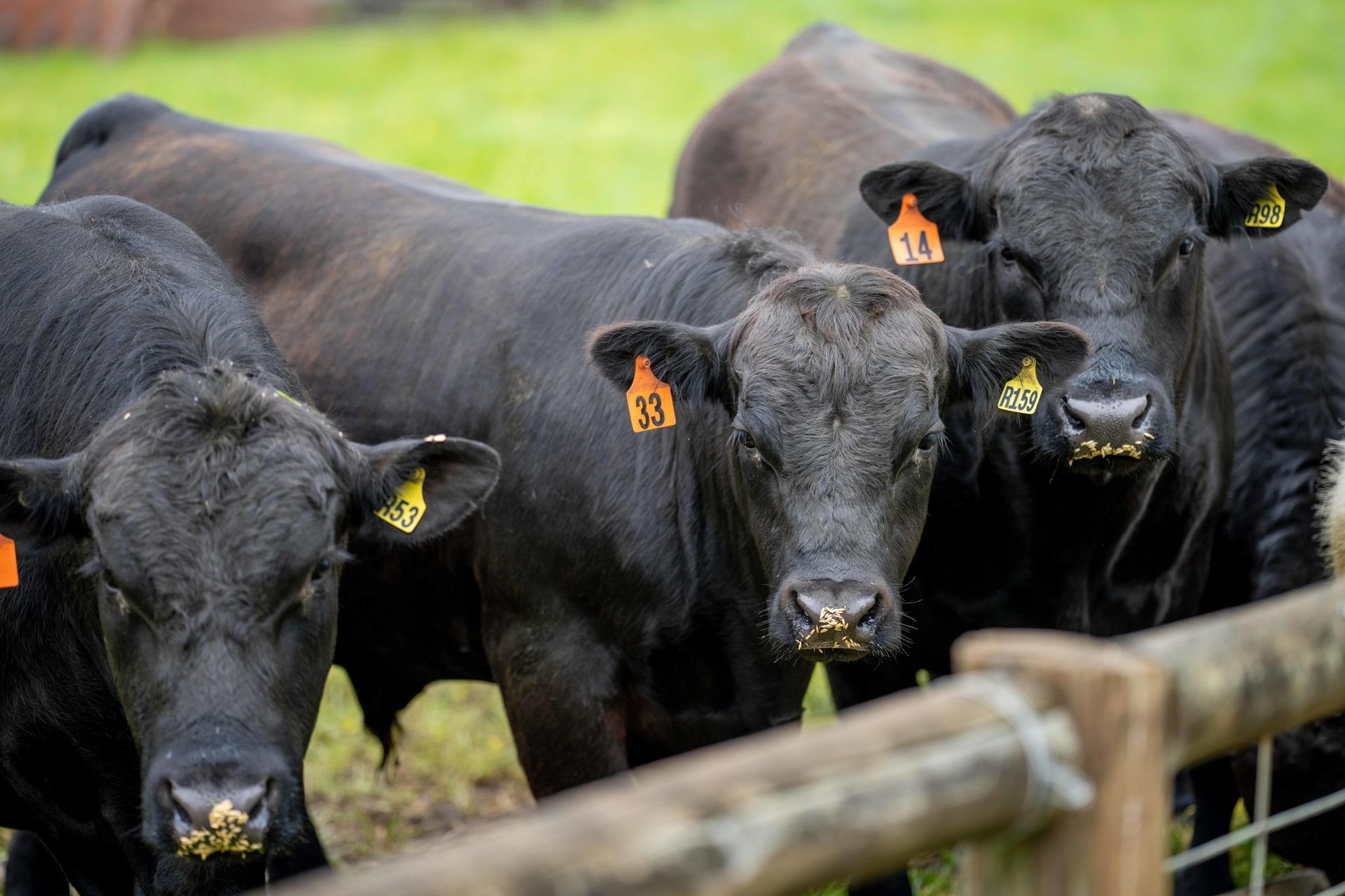 A herd of black cows standing next to a wooden fence.