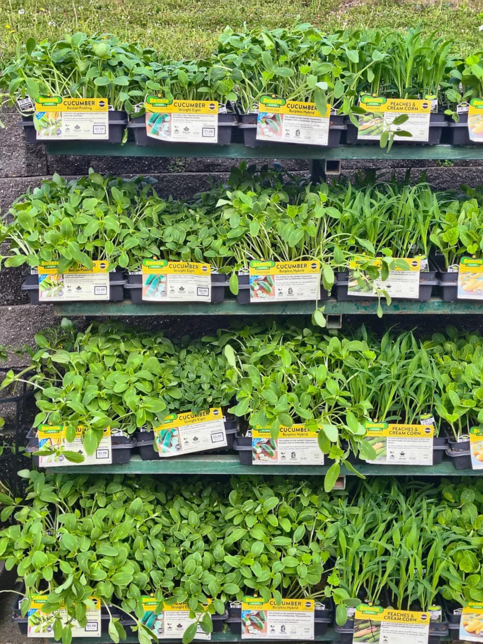 There are many different types of plants on the shelves.