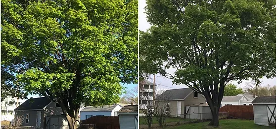 a before and after picture of a tree in a yard .