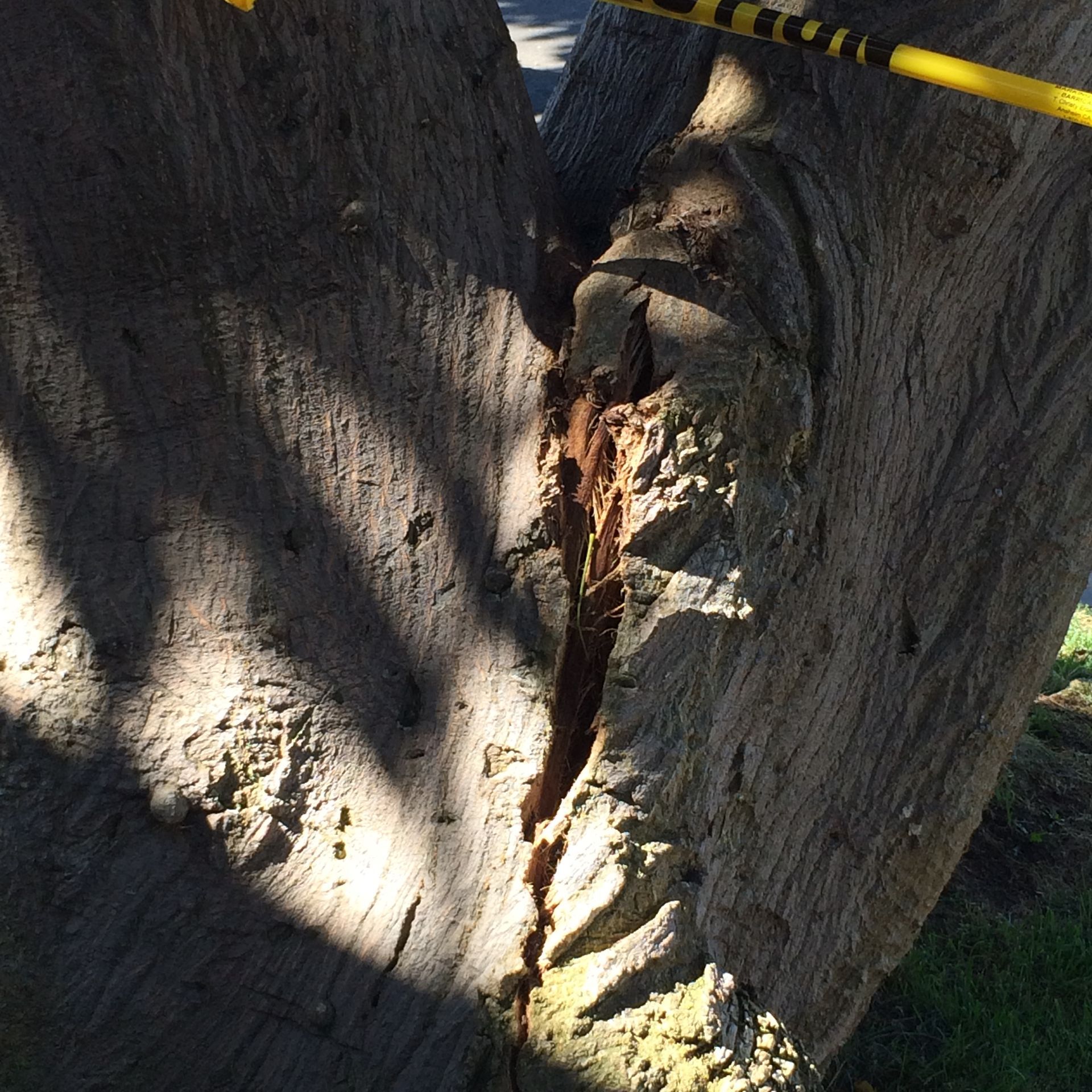 A tree with a yellow tape around it