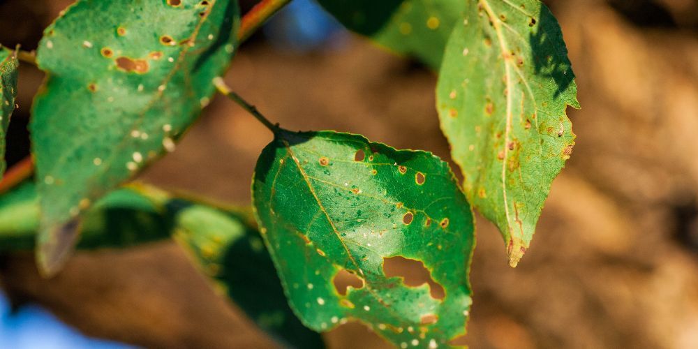 Pest and Disease Management