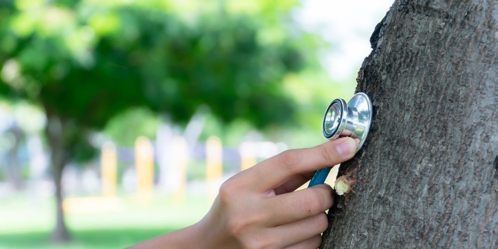 Promoting Tree Health and Longevity