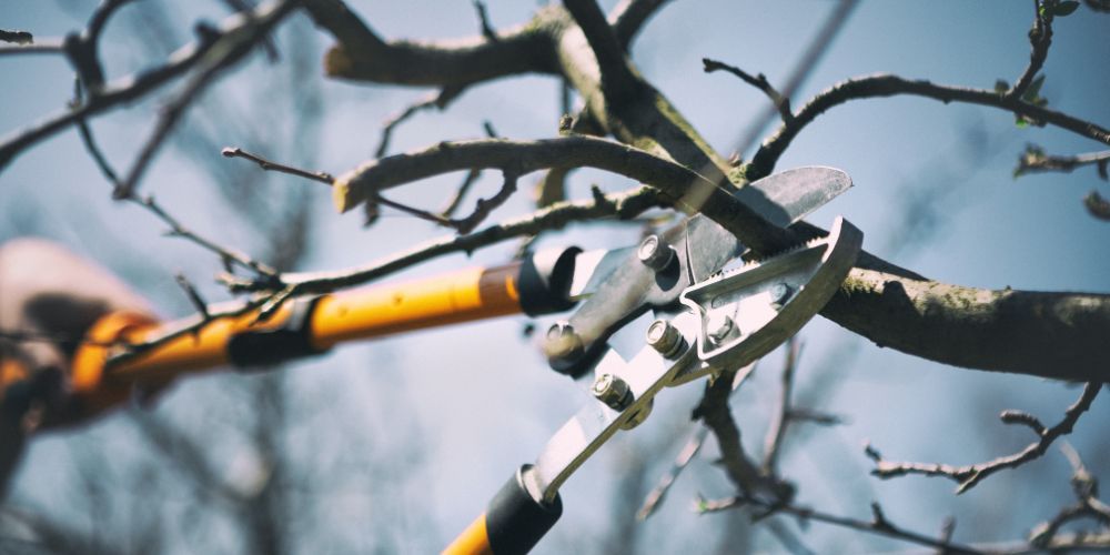 Pruning
