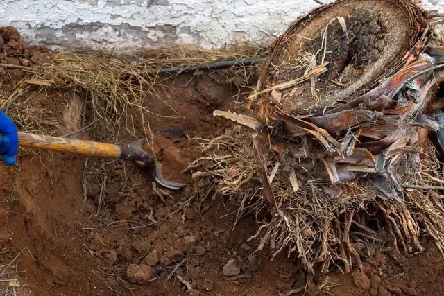 a person is digging in the dirt with a shovel .