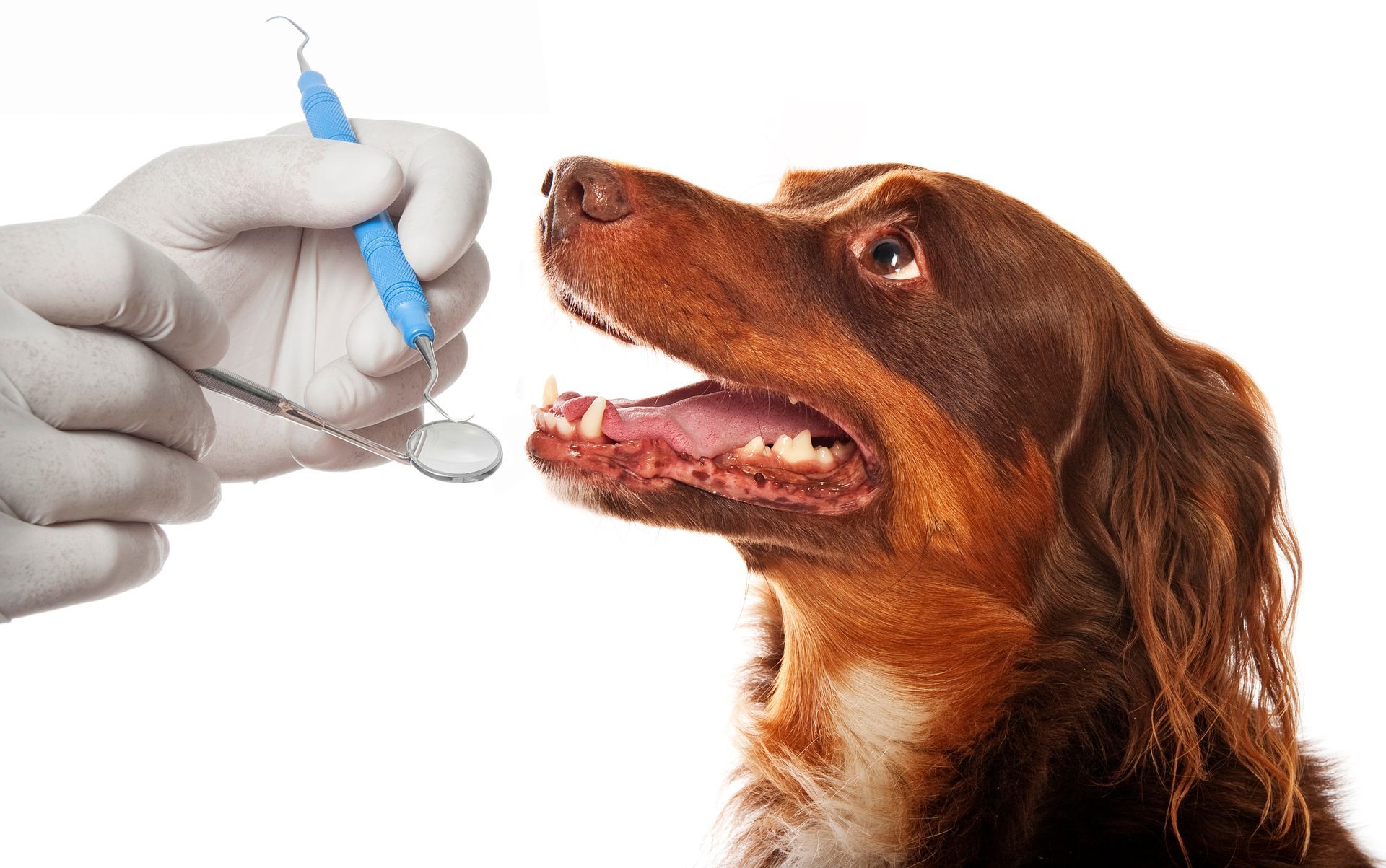 Veterinary dental exam in progress with cleaning tools used to inspect a dog's teeth.