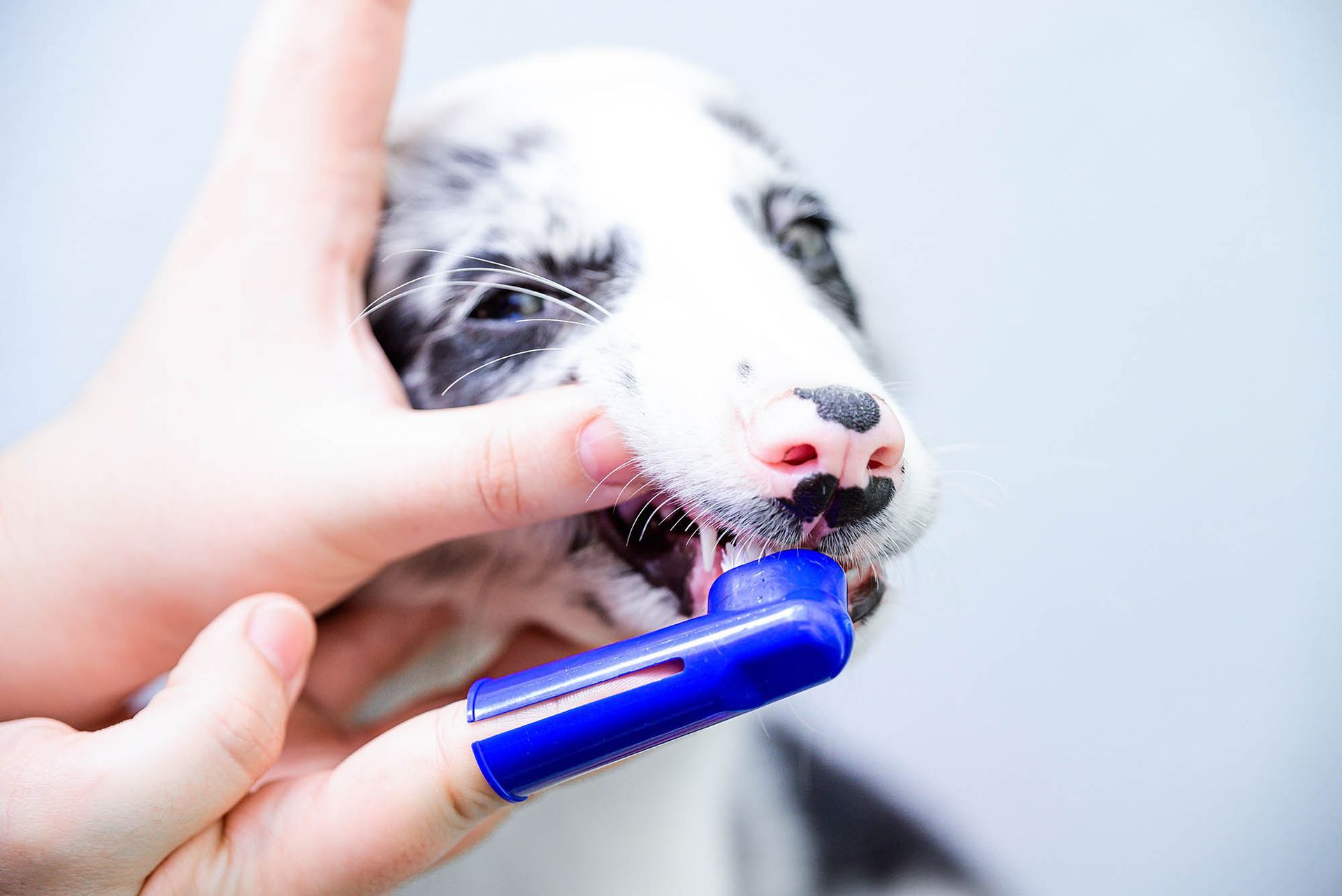 A dog is getting his teeth brushed.