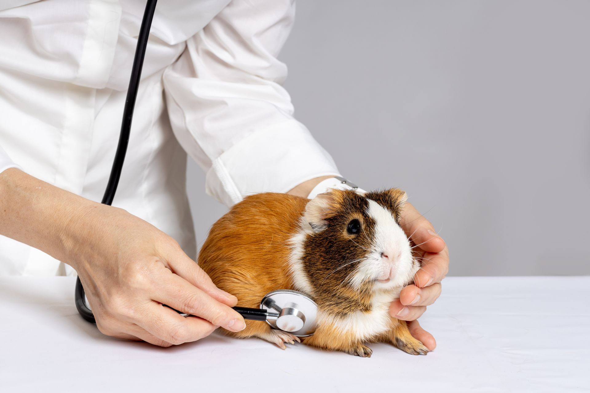 A veterinarian is examining a guinea pig with a stethoscope at an animal hospital.