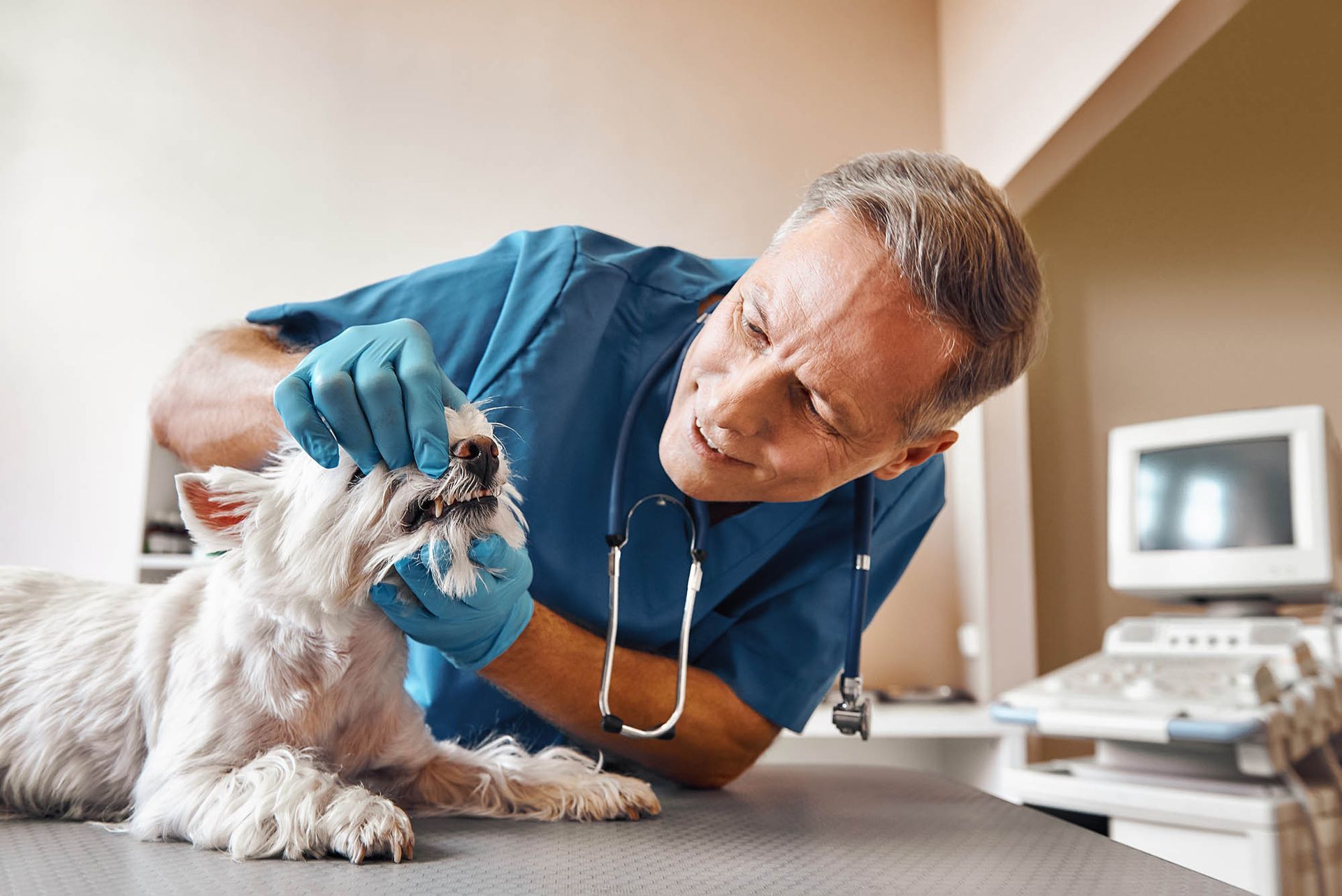 A man is looking at a dog’s teeth.