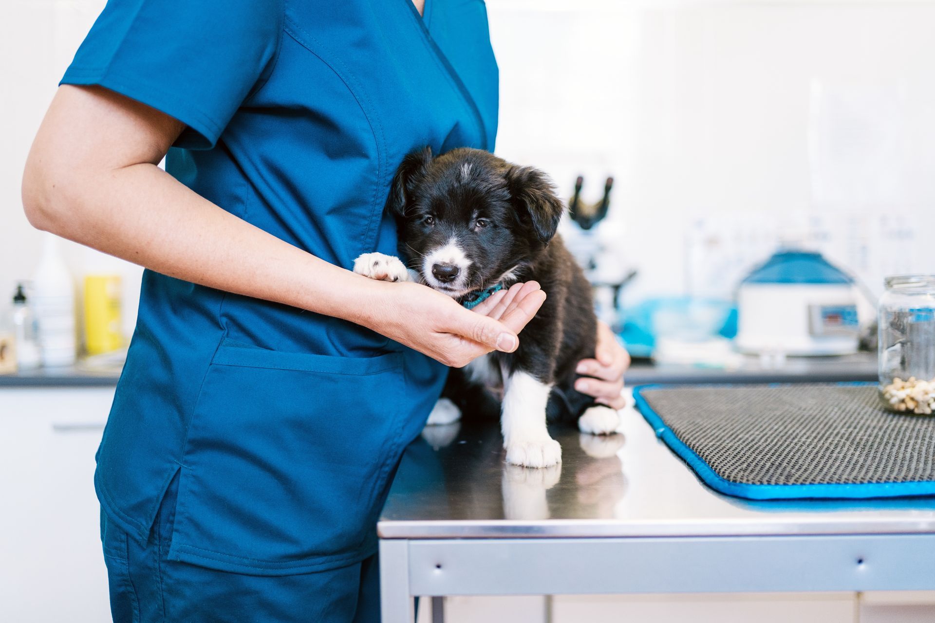 Young puppy receiving a veterinary examination. Young puppy receiving a veterinary examination in a clinical animal care setting.