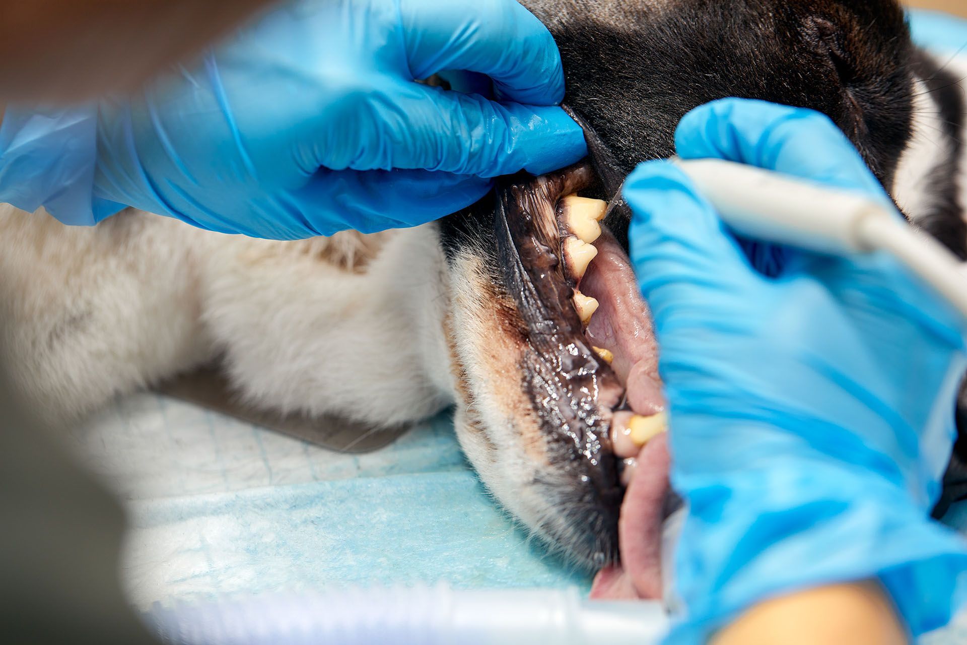 A veterinarian performing animal dental treatment, removing a dog's tooth during a procedure. A veterinarian performing animal dental treatment, removing a dog's tooth during a procedure.