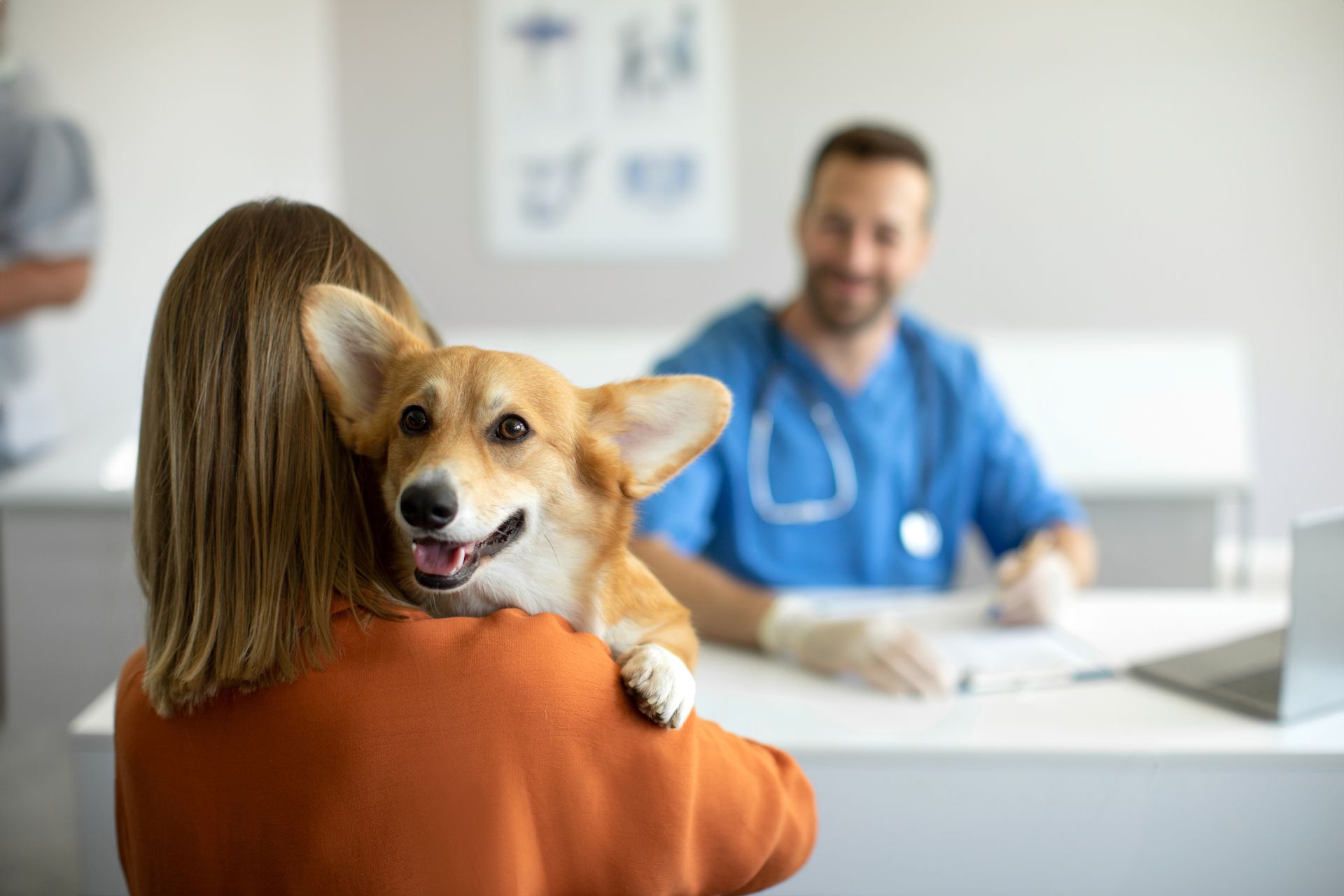 A caring veterinarian consults with a corgi and owner inside a modern hospital setting. A caring veterinarian consults with a corgi and owner inside a modern hospital setting.