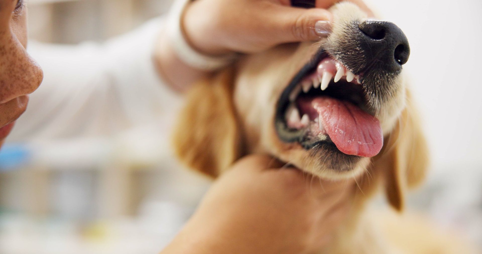 Animal hospital vet inspecting a dog for skin conditions, providing expert pet medical care.