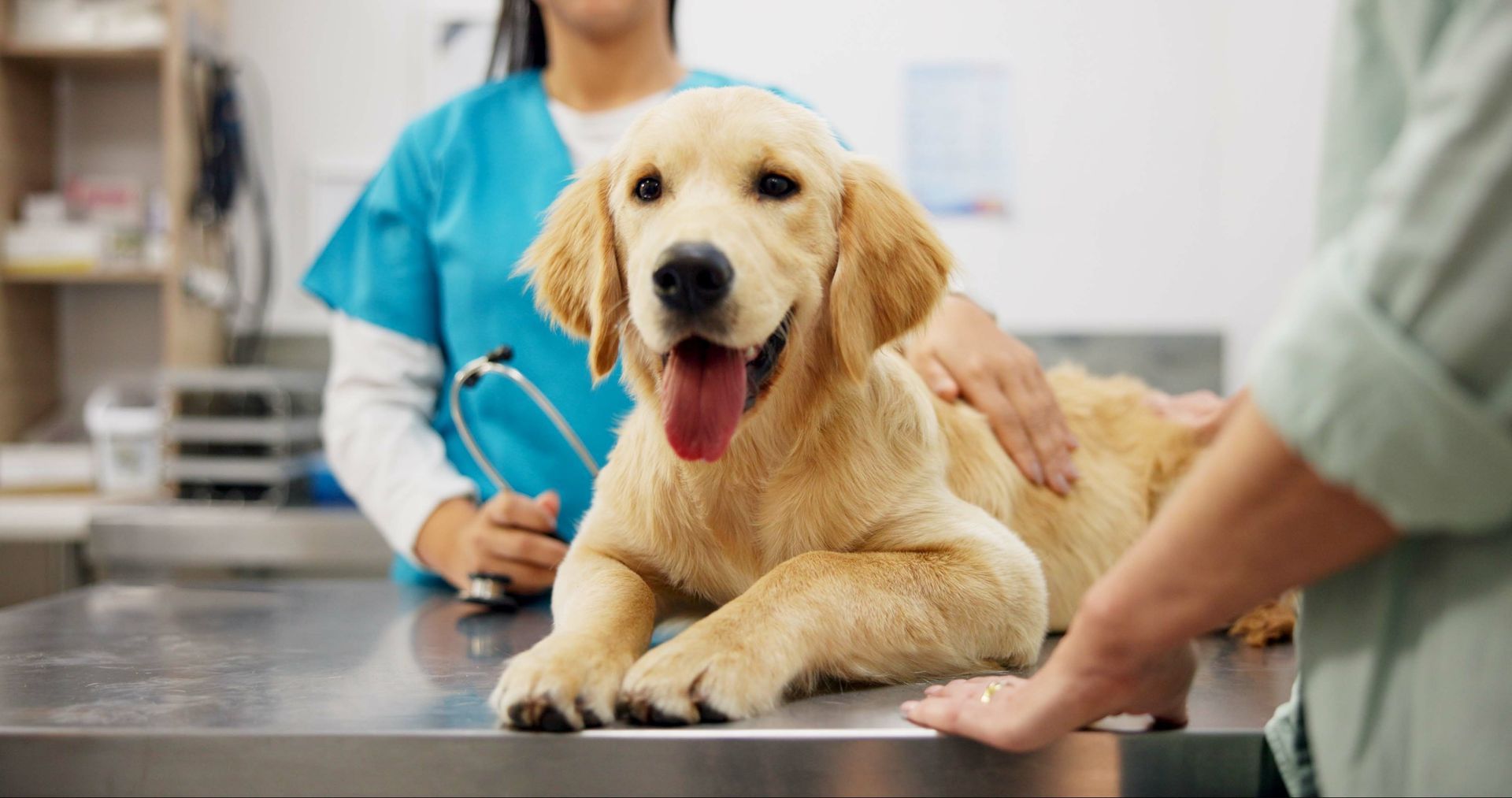 A dog is on an exam table while a veterinarian holds a stethoscope and an owner comforts the dog. A dog is on an exam table while a veterinarian holds a stethoscope and an owner comforts the dog.