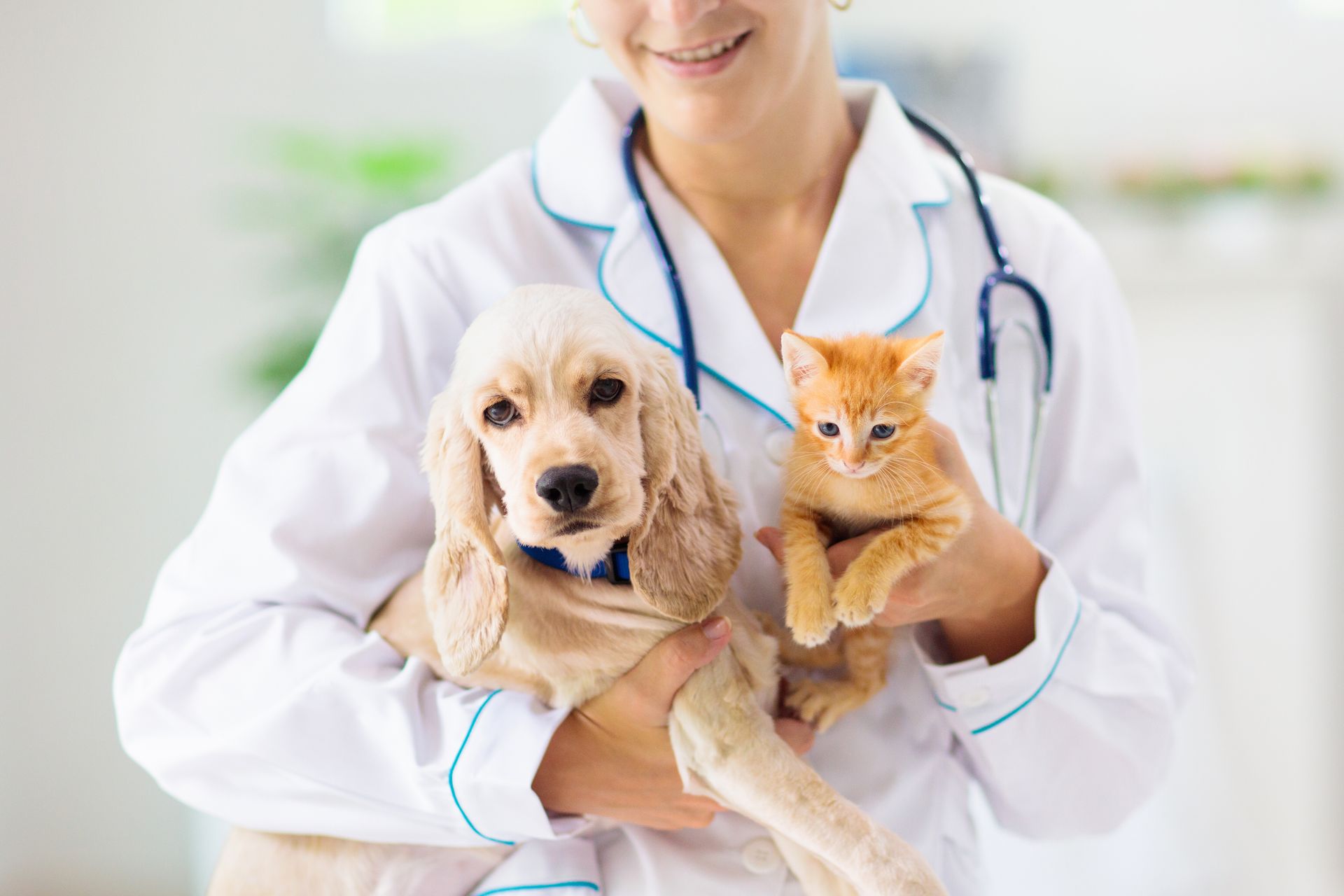 A veterinarian, wearing a white robe, holding a dog and a kitten at a veterinary hospital.